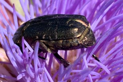 <i>Potosia cuprea</i>
