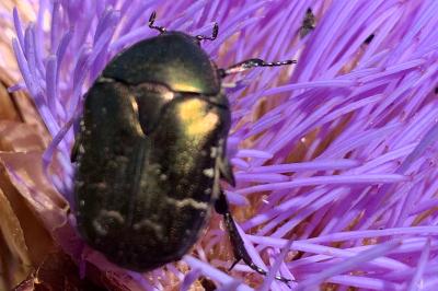 <i>Potosia cuprea</i>