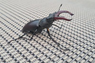 <i>Lucanus cervus</i>