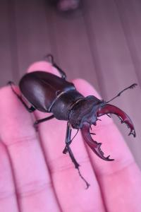 <i>Lucanus cervus</i>