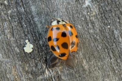 <i>Harmonia axyridis</i>