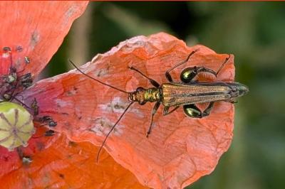 <i>Oedemera nobilis</i>