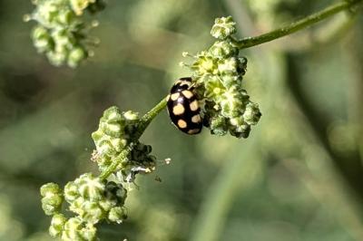 <i>Coccinula quatuordecimpustulata</i>