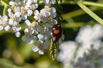 <i>Harmonia axyridis</i>