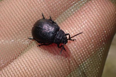 <i>Galeruca tanaceti</i>