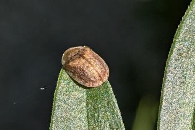 <i>Hypocassida subferruginea</i>