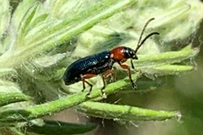 <i>Oulema melanopus</i>