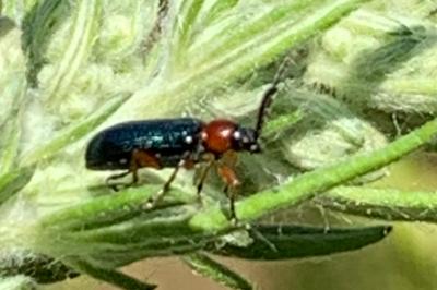 <i>Oulema melanopus</i>