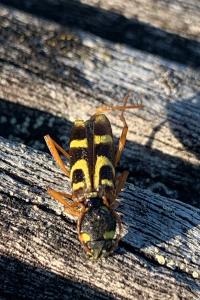 <i>Xylotrechus arvicola</i>