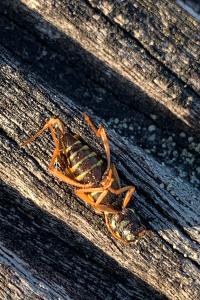 <i>Xylotrechus arvicola</i>