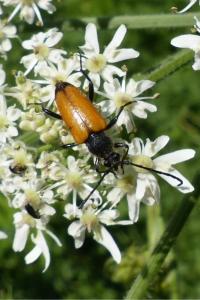 <i>Stictoleptura fulva</i>
