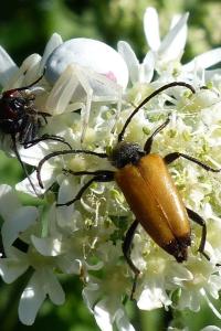<i>Stictoleptura fulva</i>
