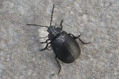 <i>Galeruca tanaceti</i>