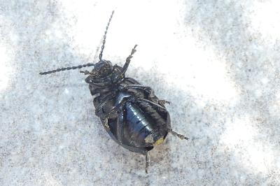 <i>Galeruca tanaceti</i>