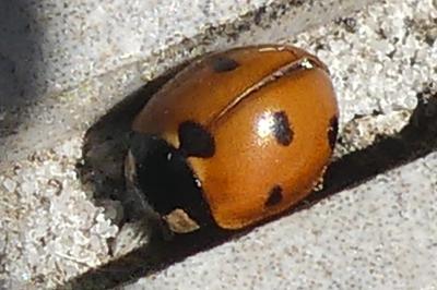 <i>Coccinella septempunctata</i>