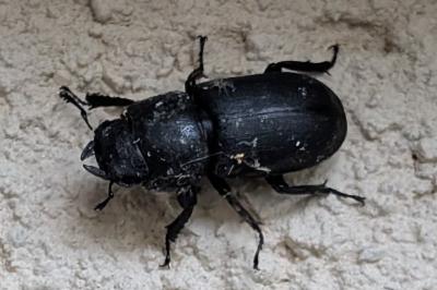<i>Dorcus parallelipipedus</i>