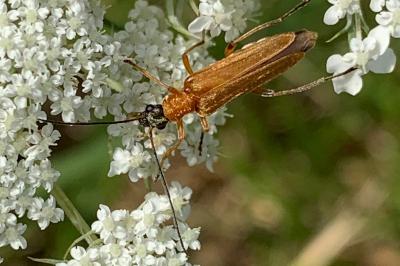 <i>Oedemera podagrariae</i>