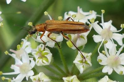 <i>Oedemera podagrariae</i>