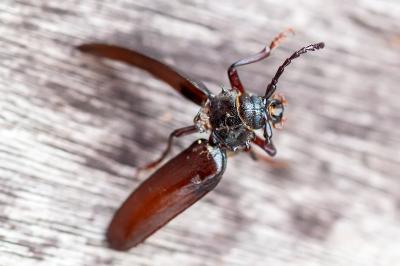 <i>Prionus coriarius</i>