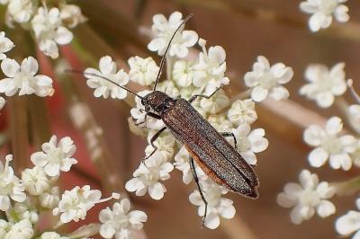<i>Oedemera</i>