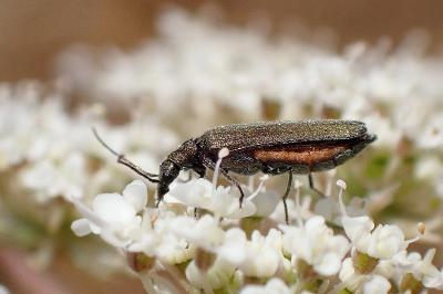 <i>Oedemera</i>