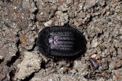 <i>Phosphuga atrata</i>