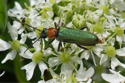<i>Anogcodes seladonius</i>