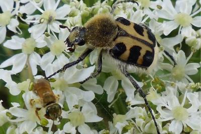<i>Trichius gallicus</i>