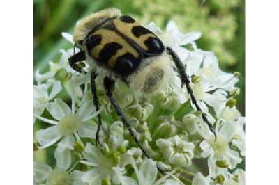 <i>Trichius gallicus</i>