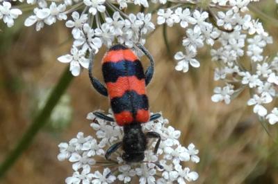 <i>Trichodes apiarius</i>