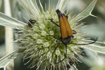 <i>Stictoleptura fulva</i>