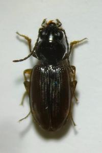 <i>Bembidion lunulatum</i>