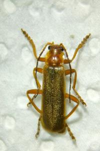 <i>Cantharis rufa</i>