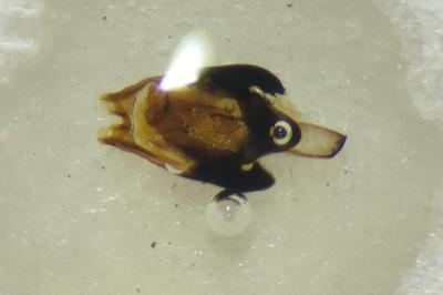 <i>Heterocerus fenestratus</i>
