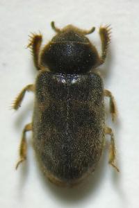<i>Heterocerus fenestratus</i>