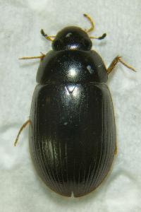 <i>Hydrobius fuscipes</i>
