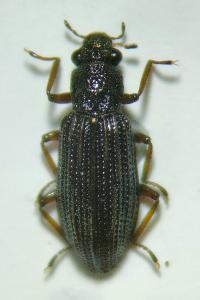 <i>Hydrochus elongatus</i>