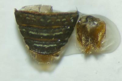 <i>Hydrochus elongatus</i>