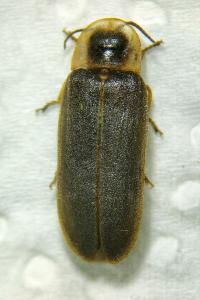 <i>Lampyris iberica</i>