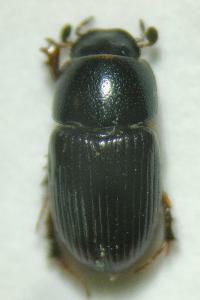 <i>Esymus pusillus</i>
