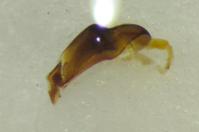 <i>Esymus pusillus</i>