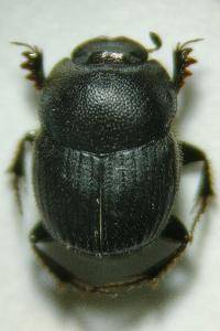 <i>Onthophagus ovatus</i>