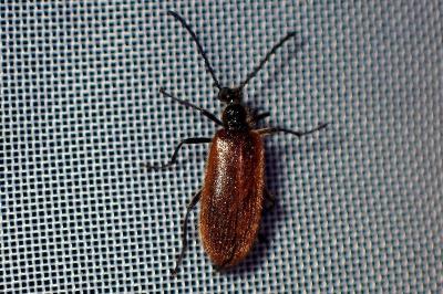 <i>Lagria hirta</i>