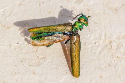 <i>Lytta vesicatoria</i>