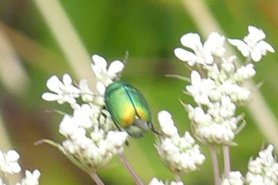 <i>Cryptocephalus</i>