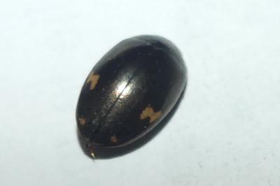 <i>Agabus didymus</i>