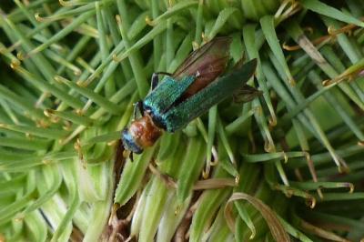 <i>Anogcodes seladonius</i>