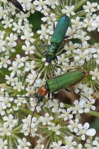 <i>Anogcodes seladonius</i>