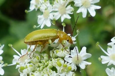 <i>Cteniopus sulphureus</i>