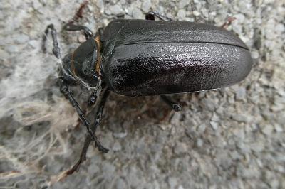 <i>Prionus coriarius</i>